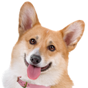 :corgi_photo: